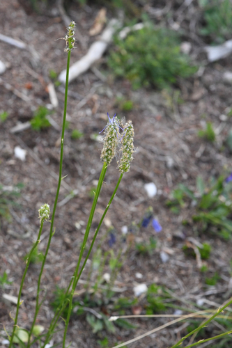 Phyteuma persicifolium, photograph 5