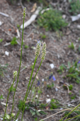 Phyteuma persicifolium, photograph (c) Matteo Martini, some rights reserved (CC BY)
