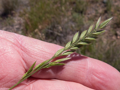 Festuca octoflora