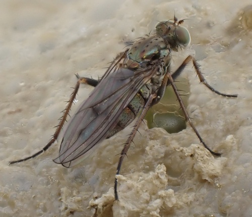 Thinophilus flavipalpis