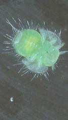 Homotoma ficus