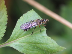 Spheginobaccha