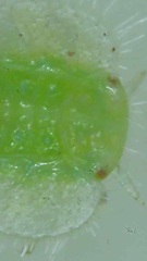 Homotoma ficus