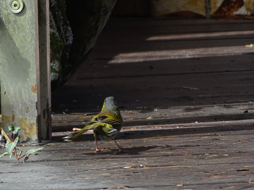 Taiwan Liocichla (Liocichla steerii), photo 7