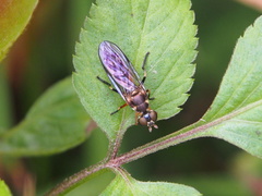 Spheginobaccha