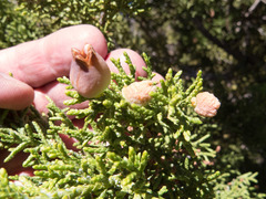 Walshomyia juniperina