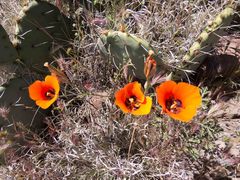 Calochortus kennedyi