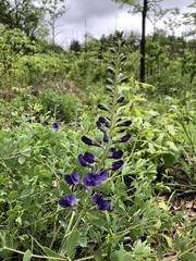 Baptisia australis aberrans