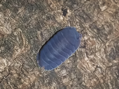 Cubaris murina