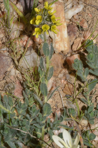 Snakepea