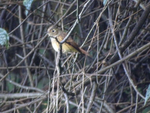 Ferruginous Flycatcher (Muscicapa ferruginea), photo 5