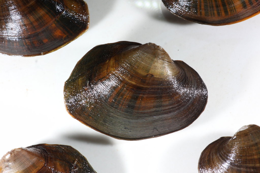 Acuticosta ovata