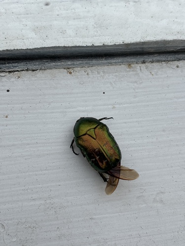 European Rose Chafer