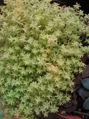 Sedum japonicum