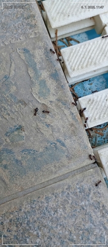 Ionian Cocktail Ant