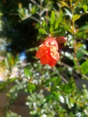Punica granatum