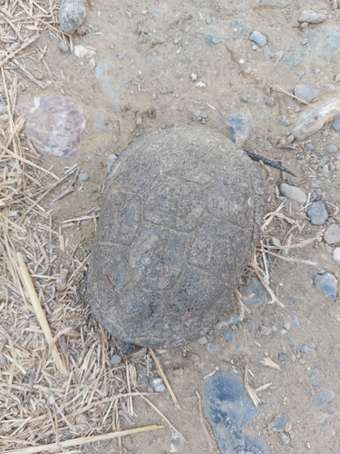European Pond Turtle