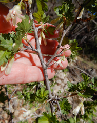 Ribes leptanthum