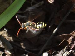 Nomada fulvicornis