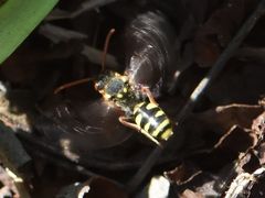 Nomada fulvicornis