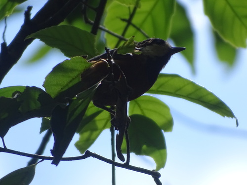 Chestnut-bellied Tit (Sittiparus castaneoventris), photo 8