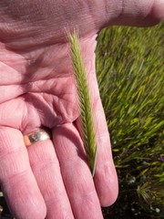 Hordeum pusillum