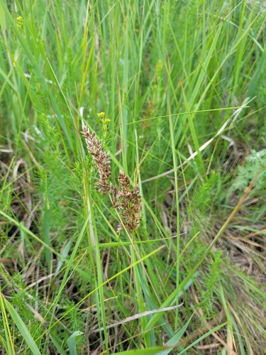 Anthoxanthum repens, photograph 2