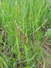 Anthoxanthum repens, photograph (c) Dmitriy Bochkov, some rights reserved (CC BY)