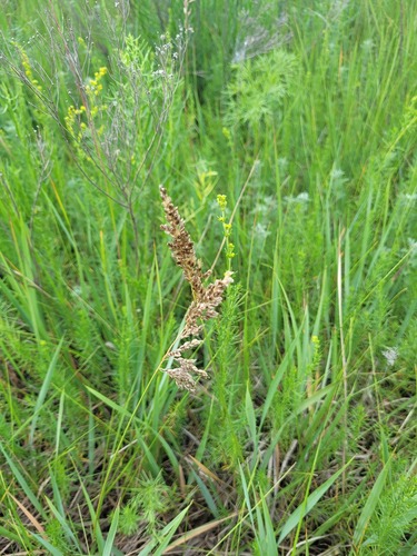 Anthoxanthum repens, photograph 3
