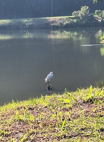 Western Little Egret