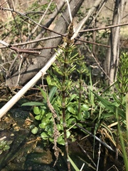 Equisetum pratense