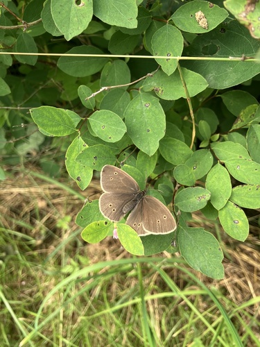 Ringlet