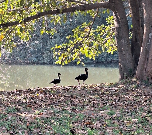 Spur-winged Goose
