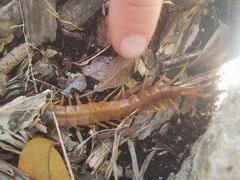 Scolopendra alternans