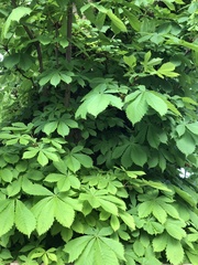 Aesculus hippocastanum