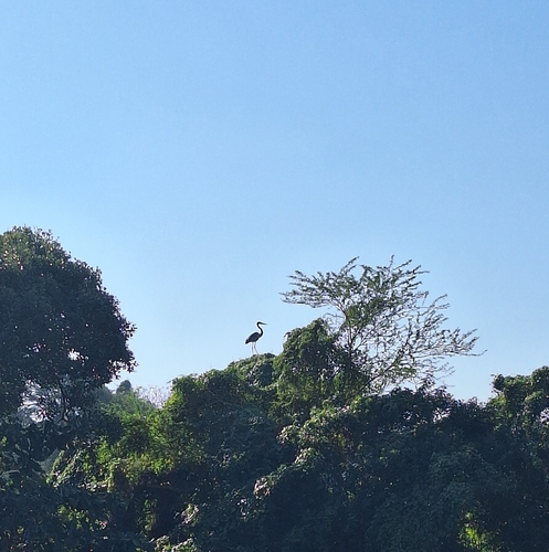 Goliath Heron