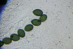 Schizothecium miniglutinans
