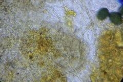 Schizothecium miniglutinans