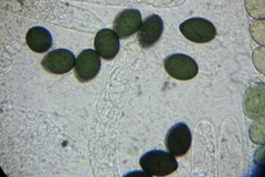 Schizothecium miniglutinans