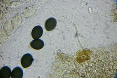 Schizothecium miniglutinans