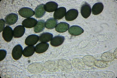 Schizothecium miniglutinans