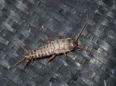 Allacrotelsa spinulata