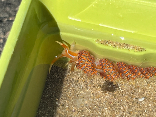 Four-colour Nudibranch