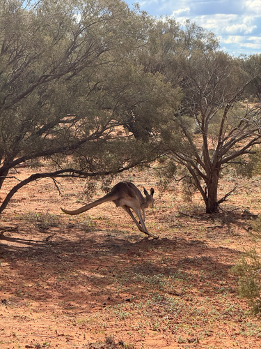 Red kangaroo