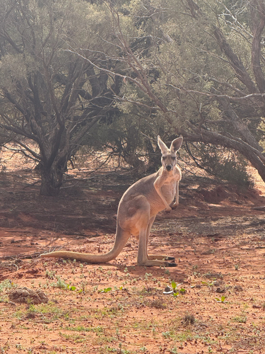 Red kangaroo