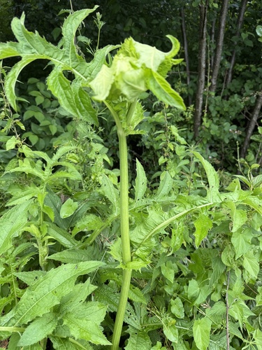 Cabbage Thistle
