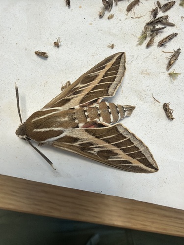 Hyles livornica