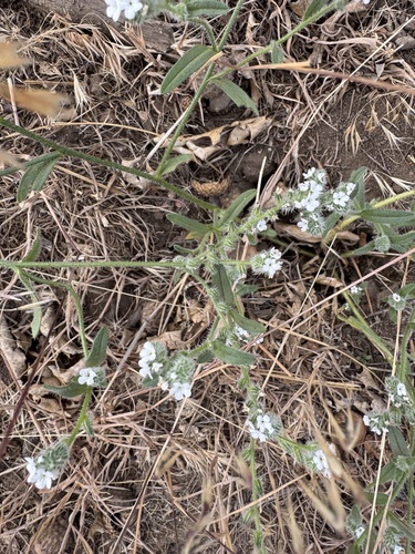 Cryptantha intermedia observed 2026-07-04