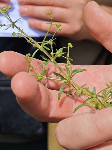 Galium spurium