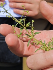 Galium spurium